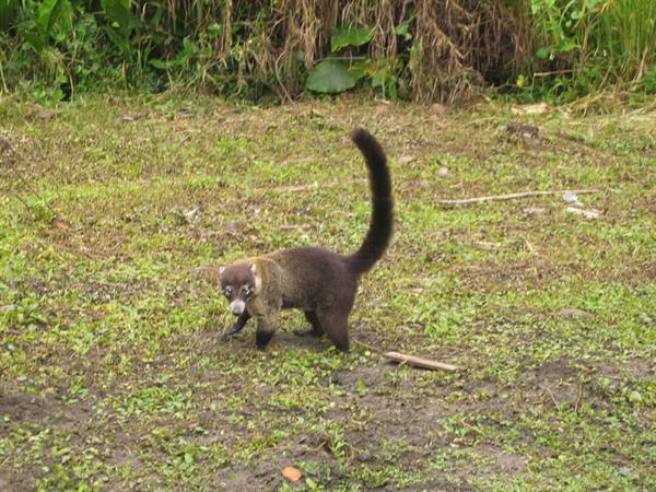 Lemur