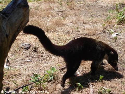 Lemur 1