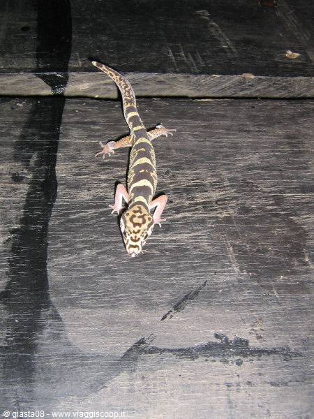 monitor lizard