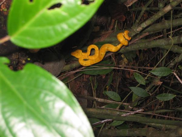 little yellow snake 1