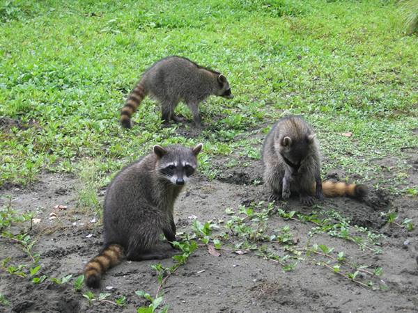 raccoons
