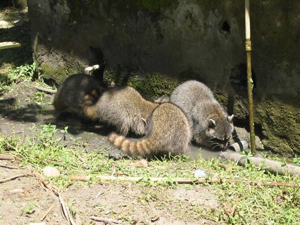 raccoons 1