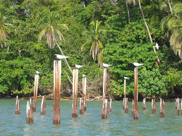 birds in the river