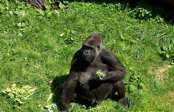 Gorilla at the Durrell Wildlife Conservation zoo