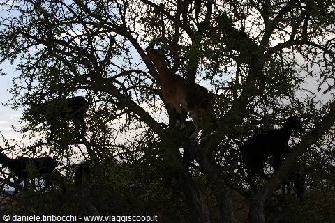 THE GOATS ON THE ARGAN TREE