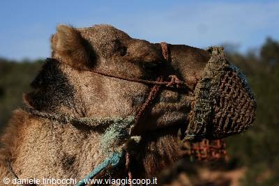 PORTRAIT OF A DROMEDARY
