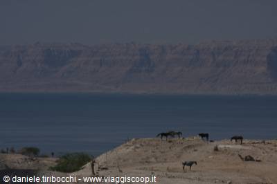 DEAD SEA