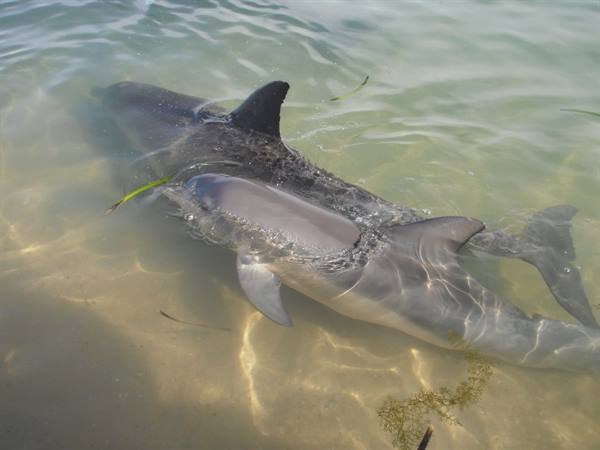 dolphins at Monkey Mia