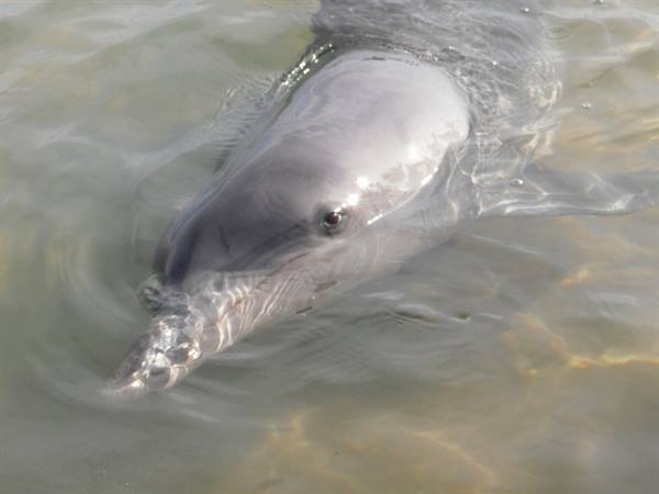 Dolphin swimming in shallow clear water near the sandy shore