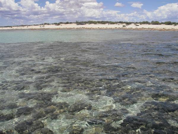 Stromatolites at Hamelin Pool