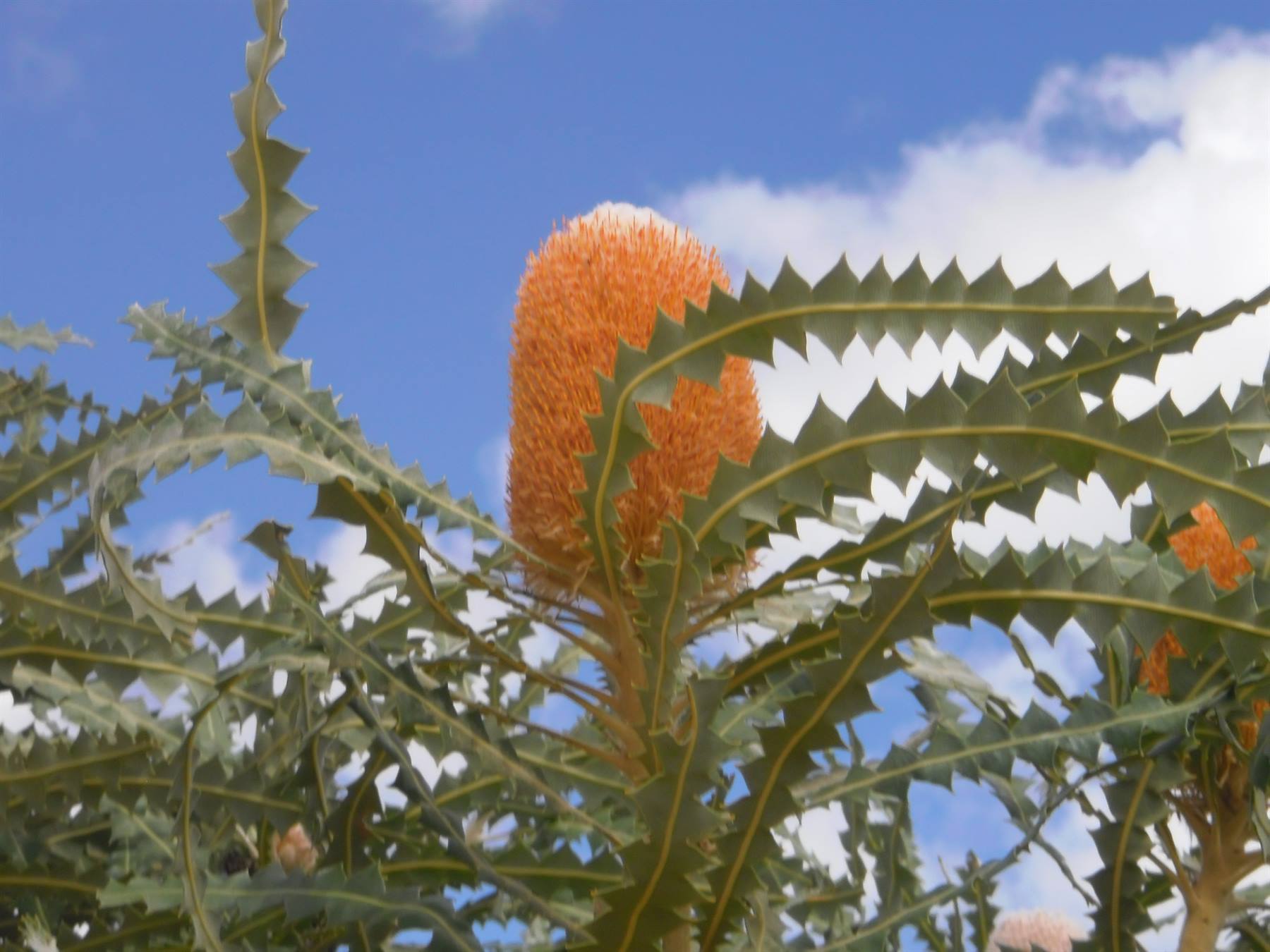 Orange banksia flower among serrated grey-green leaves, under blue sky with clouds