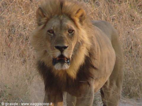 Male lion with mane walking through dry savanna grass