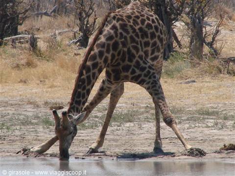 Giraffe with splayed legs drinking water in dry savanna among bare trees