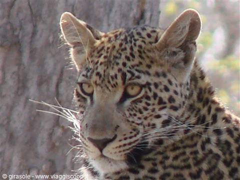 Leopard with yellow eyes resting near trunk, natural light, Africa