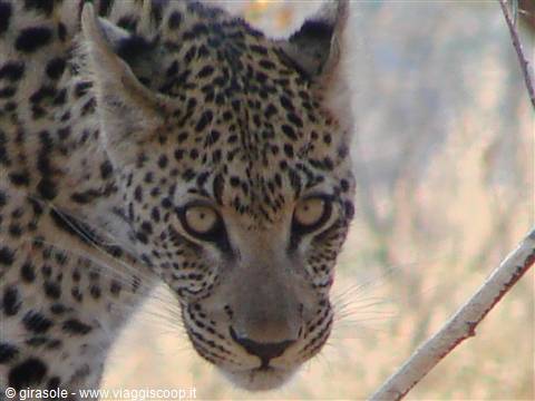 Leopard staring at the camera among dry branches in warm sunlight