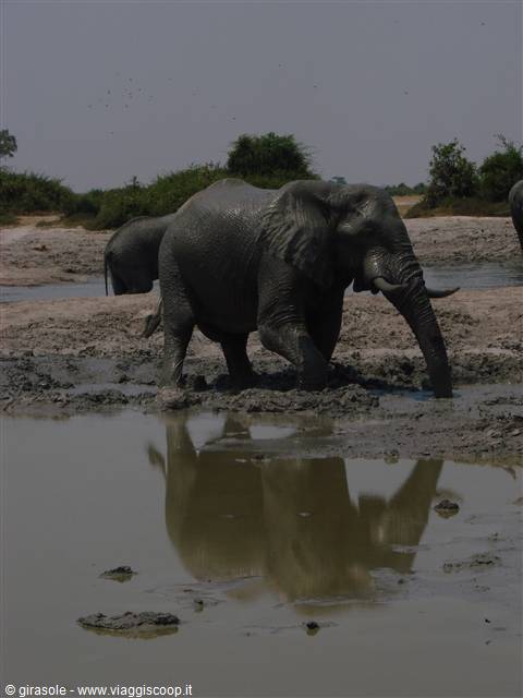 Mud-covered elephant walking through a swamp next to the water