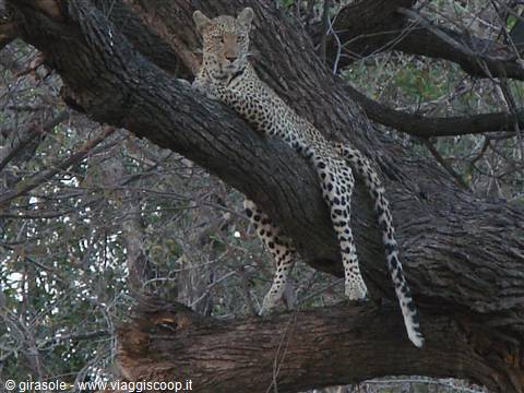 Leopard resting on a thick tree branch in daylight