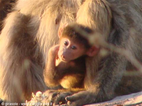 Baby baboon sheltered by the troop, warm light