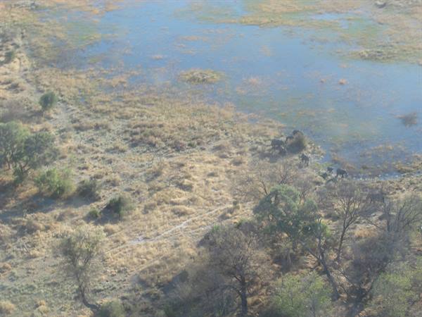 Aerial shot of elephants near delta waters, dry grass and green trees