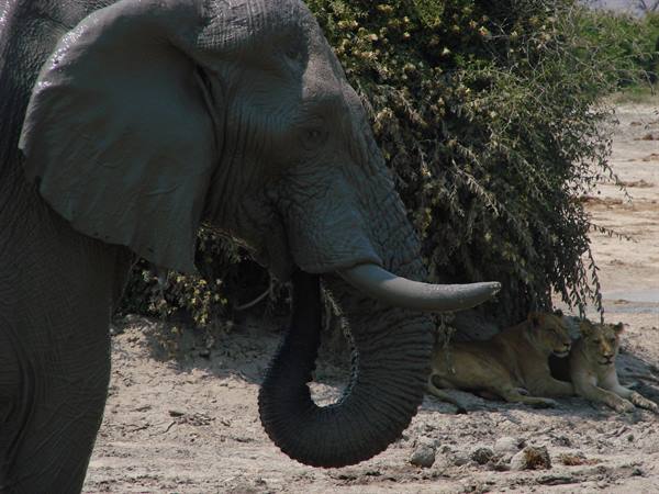 Mud-covered elephant with tusk and trunk, two lions lying on sandy ground