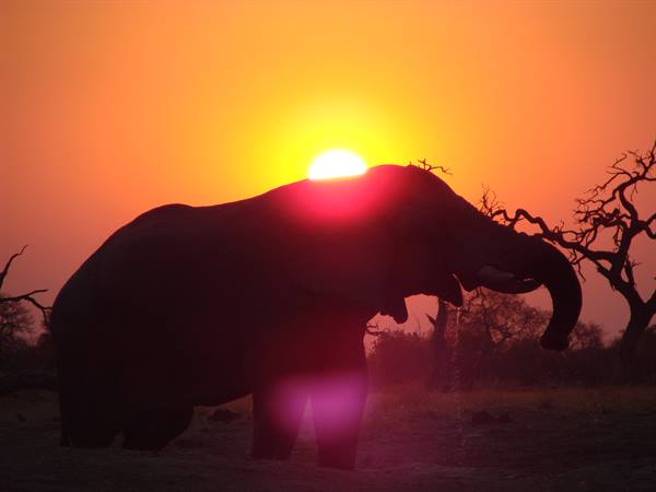 Elephant silhouetted against the low sun among dry savanna trees