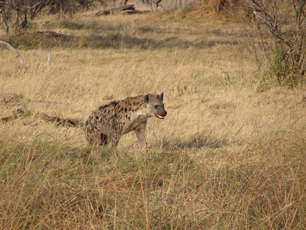 A spotted hyena walks through dry savanna grass in natural light