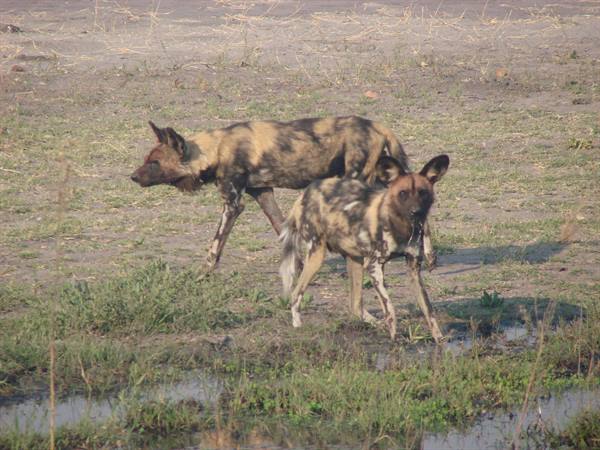 other lycaons or wild dogs