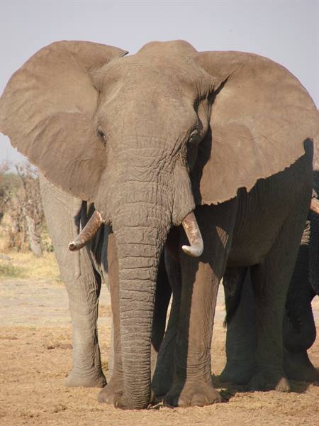 African elephant with ivory tusks facing the camera on sandy dry ground