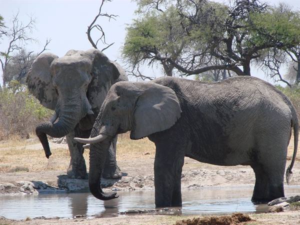 sometimes the trunk weighs a bit'....