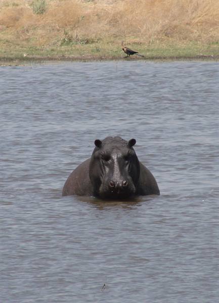 Hippopotamus half-submerged in river water, staring at camera, grassy savanna behind