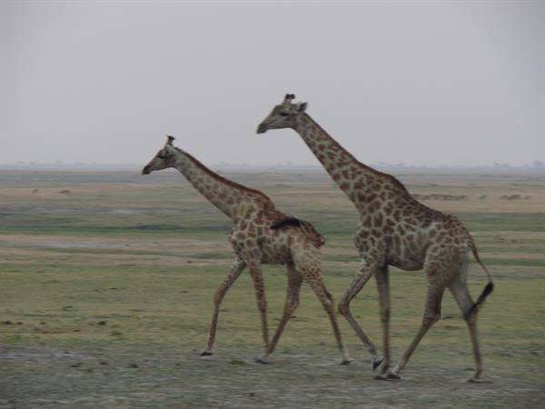 Two giraffes walking across grassy savanna under a grey sky