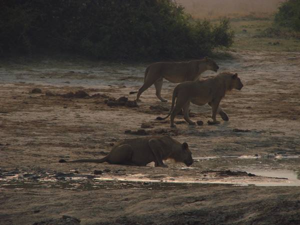 Three lions at a waterhole in the savanna, one drinking at dusk