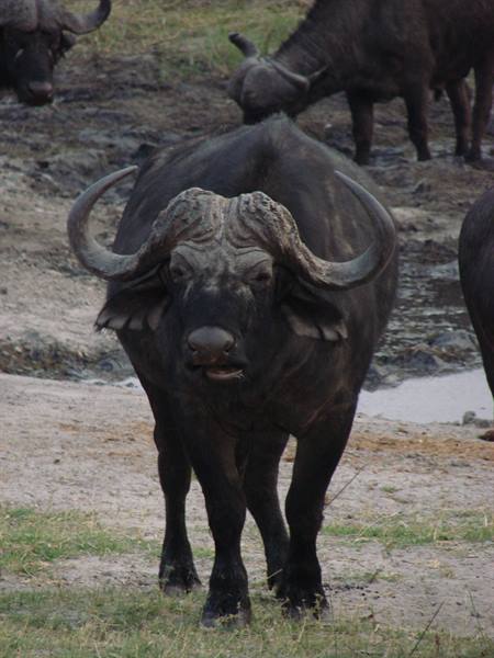 African buffalo with large horns stares at the camera near a waterhole