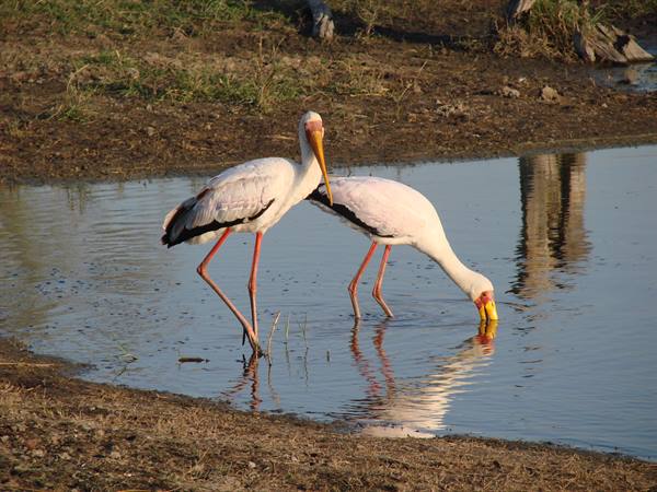Two yellow-billed storks dip into shallow water at the edge