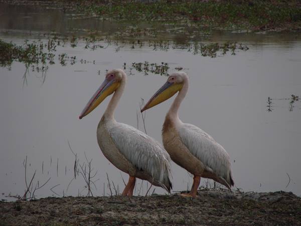 Two great white pelicans standing on muddy swamp shore