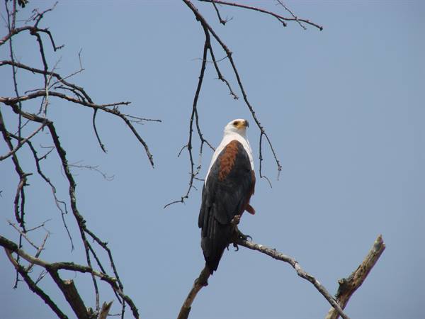 African fish eagle perched on a bare branch against a blue sky