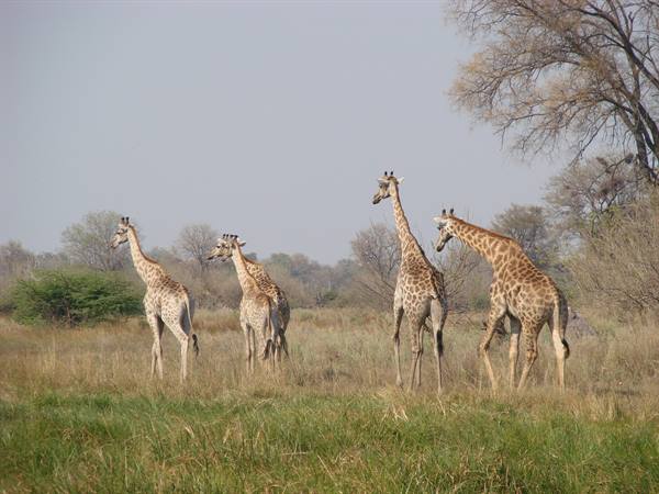 Group of giraffes walking through dry grass and bare trees in savanna