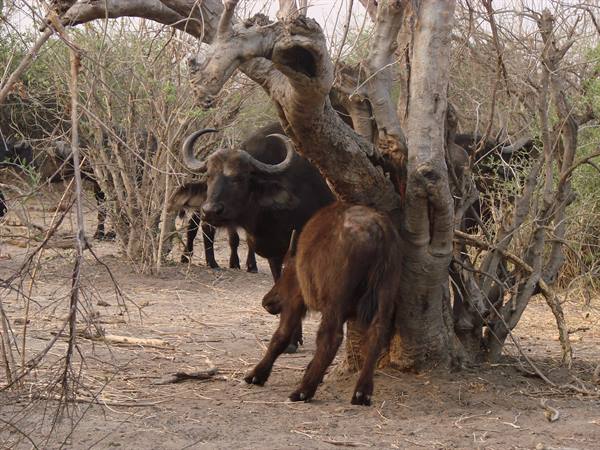Buffaloes among dry branches in the savanna, calf near the trunk