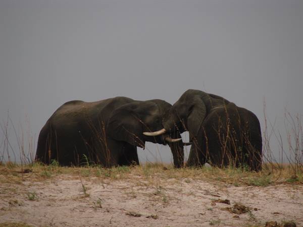 Two elephants touch tusks on sandy savanna ground beneath a grey sky