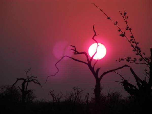 Red sun behind a dead tree, bare branches silhouetted in the savanna