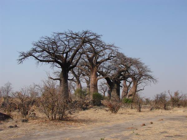 Group of massive-trunked baobab trees in dry savanna, thorny bushes and blue sky