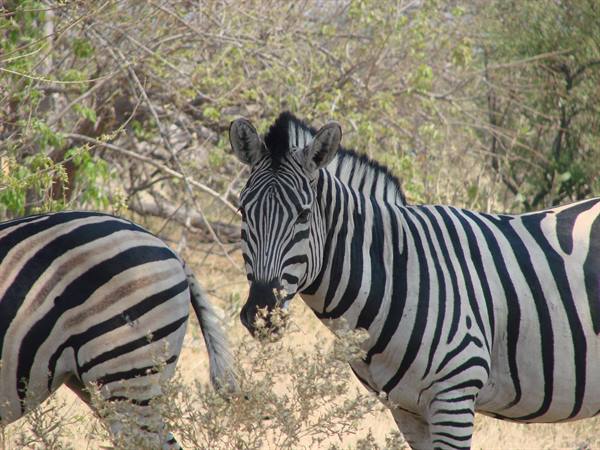Zebra facing the camera among dry bushes, another one turning away