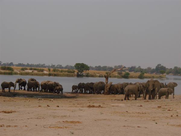 Elephant herd on grey sand by the Chobe river