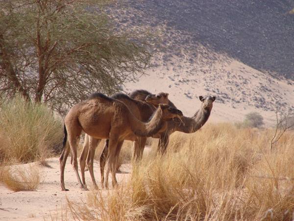 Camels chewing dry grass among shrubs and sandy dunes