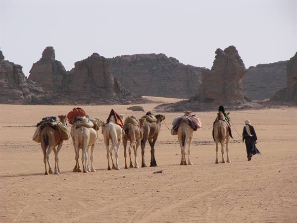 Loaded camel caravan crossing sandy desert among eroded rock towers, turbaned guide leading
