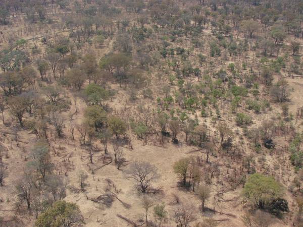 Dry savanna from above: scattered trees on sandy soil, harsh daylight