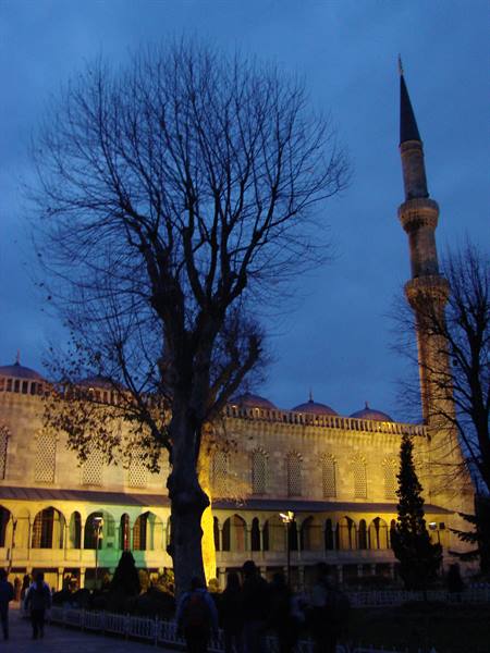 Blue Mosque in Istanbul lit at dusk, minaret and bare tree in foreground