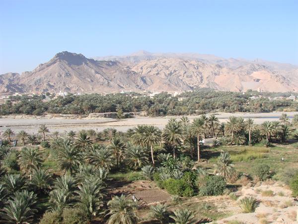 Green palm grove along the dry riverbed, rocky mountains behind, Nizwa