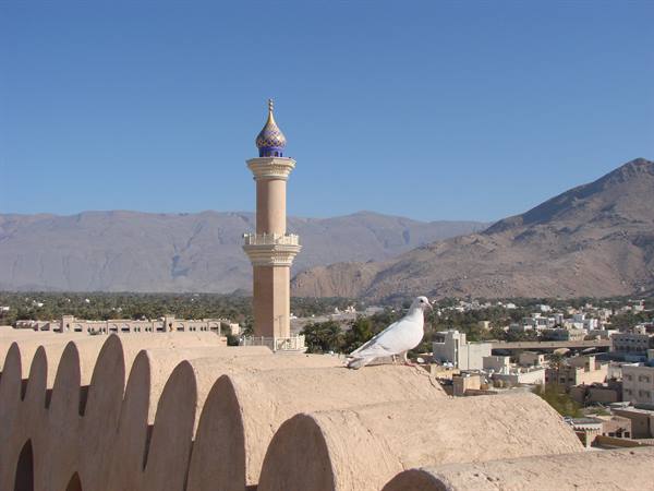 White dove on mud wall, minaret and mountains in Nizwa