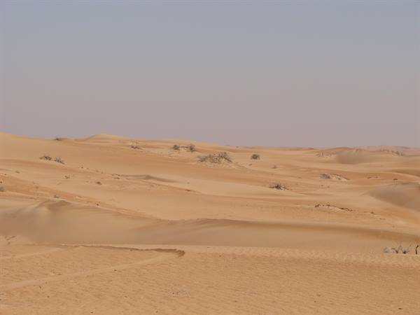 Golden sand dunes with scattered shrubs, clear sky, footprints in foreground